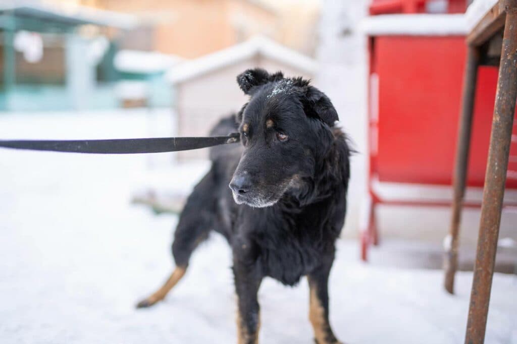 Насилля