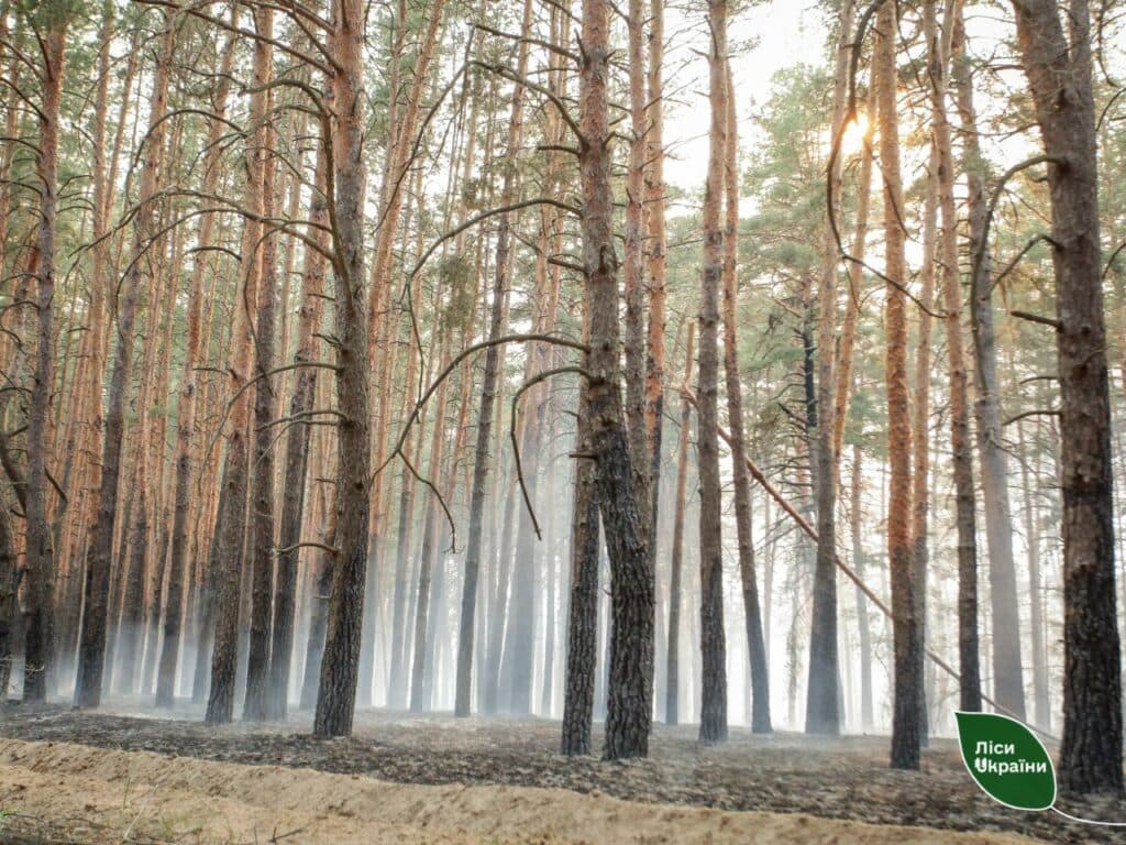 лісівники Полтавщини допомагають гасити пожежу
