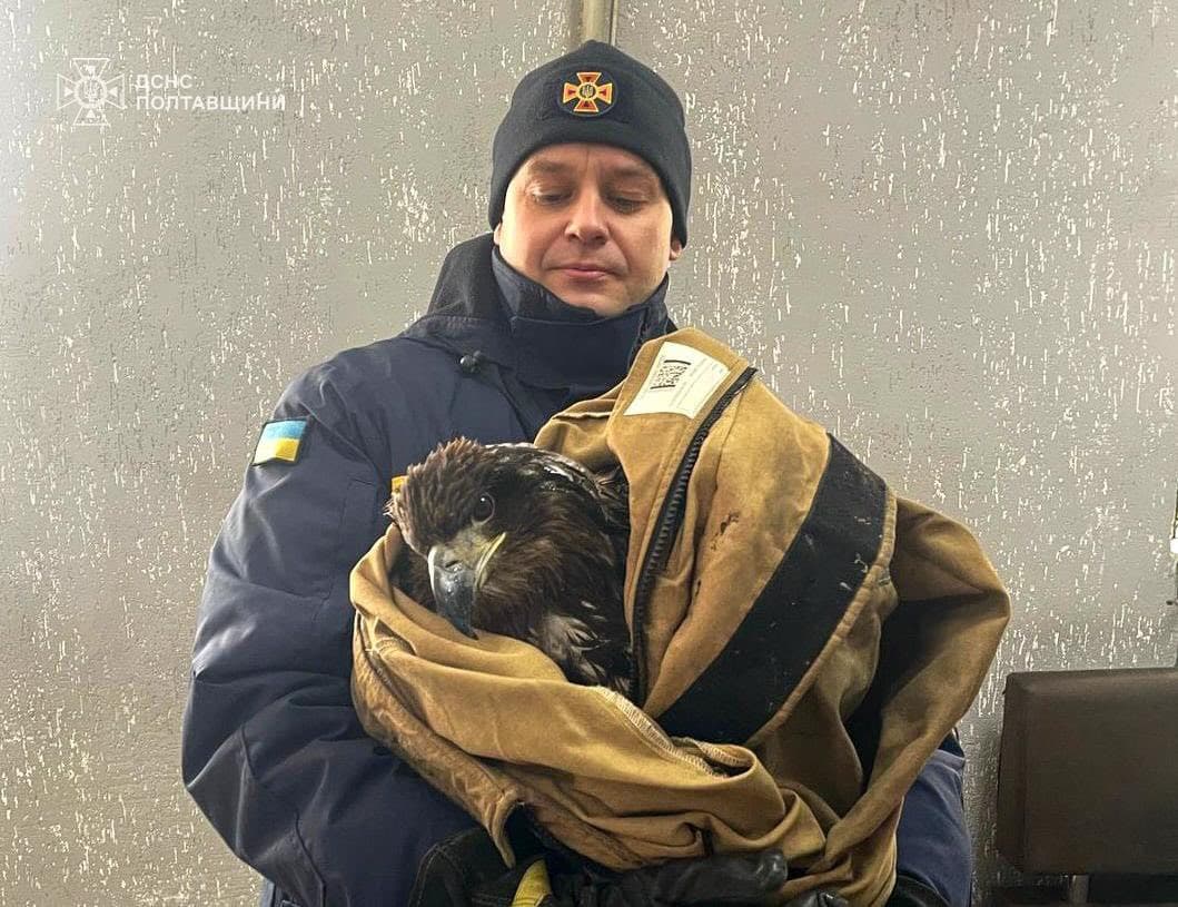 Рятувальники визволили червонокнижного птаха