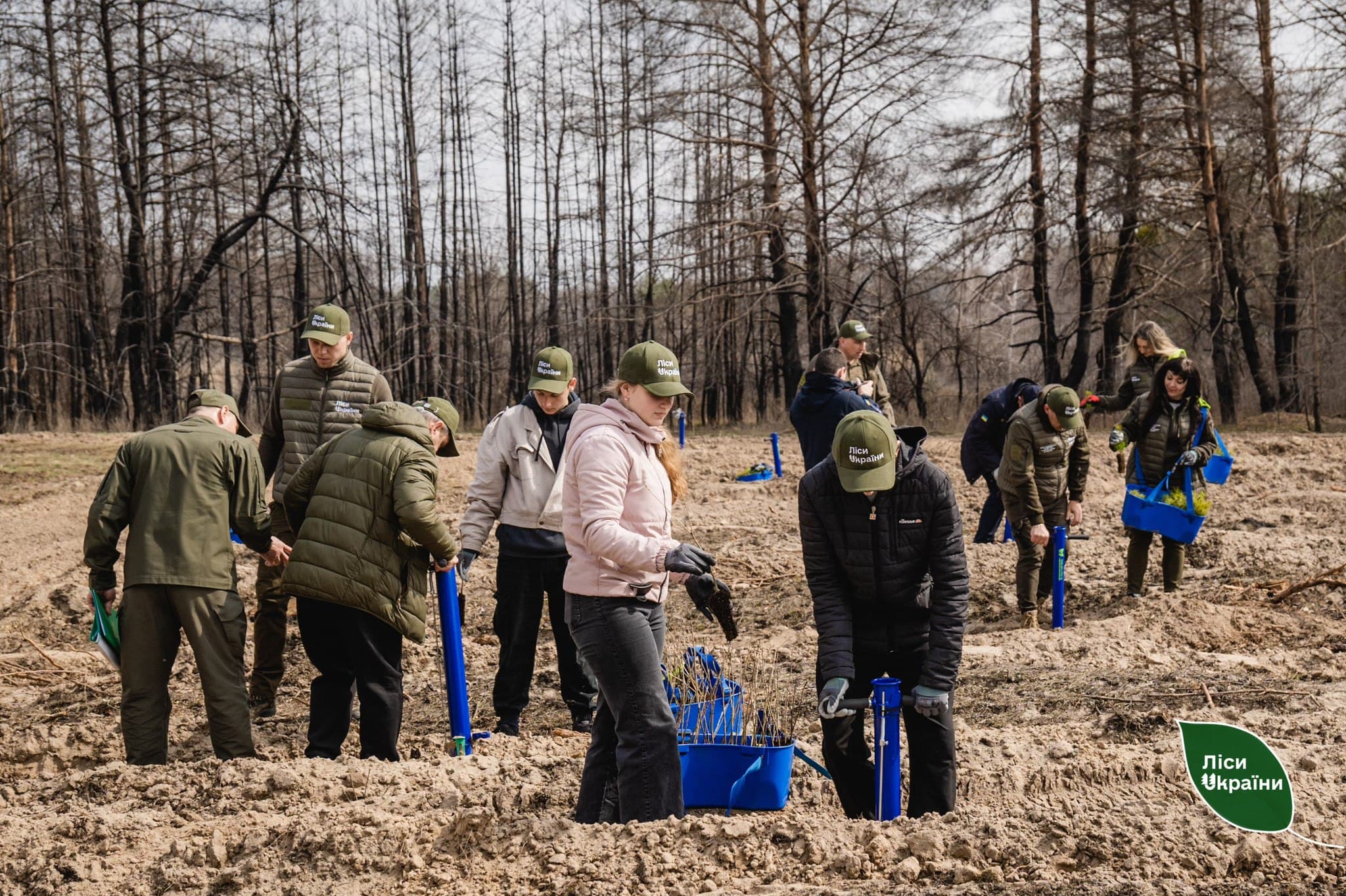 На Полтавщині висаджують ліс
