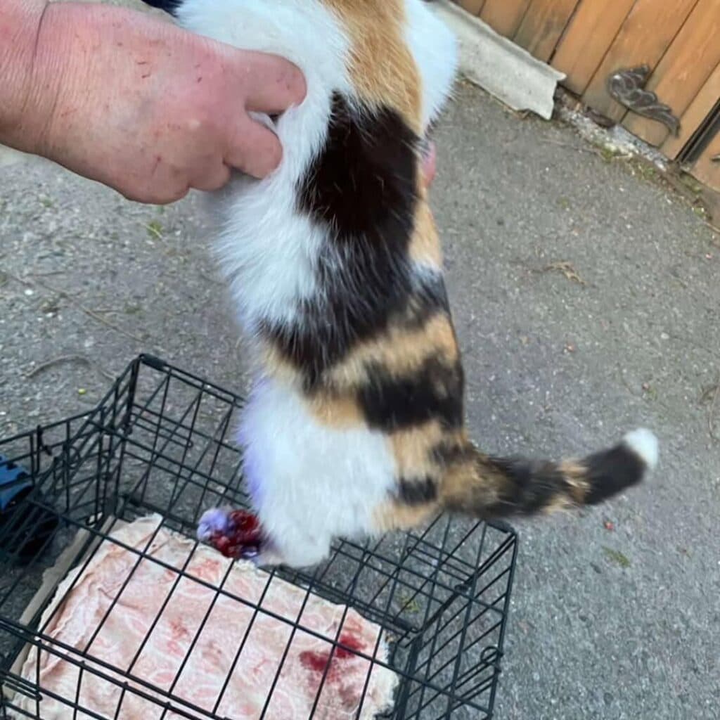 кота донора шукають у Полтаві
