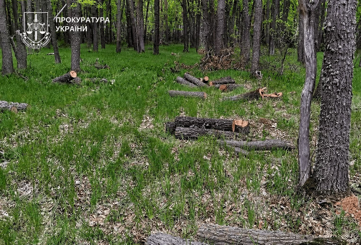 Незаконна вирубка дерев