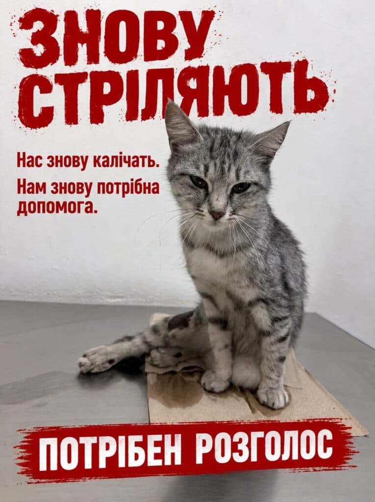 У Полтаві невідомі стріляли у безпритульну кішку: збір на лікування