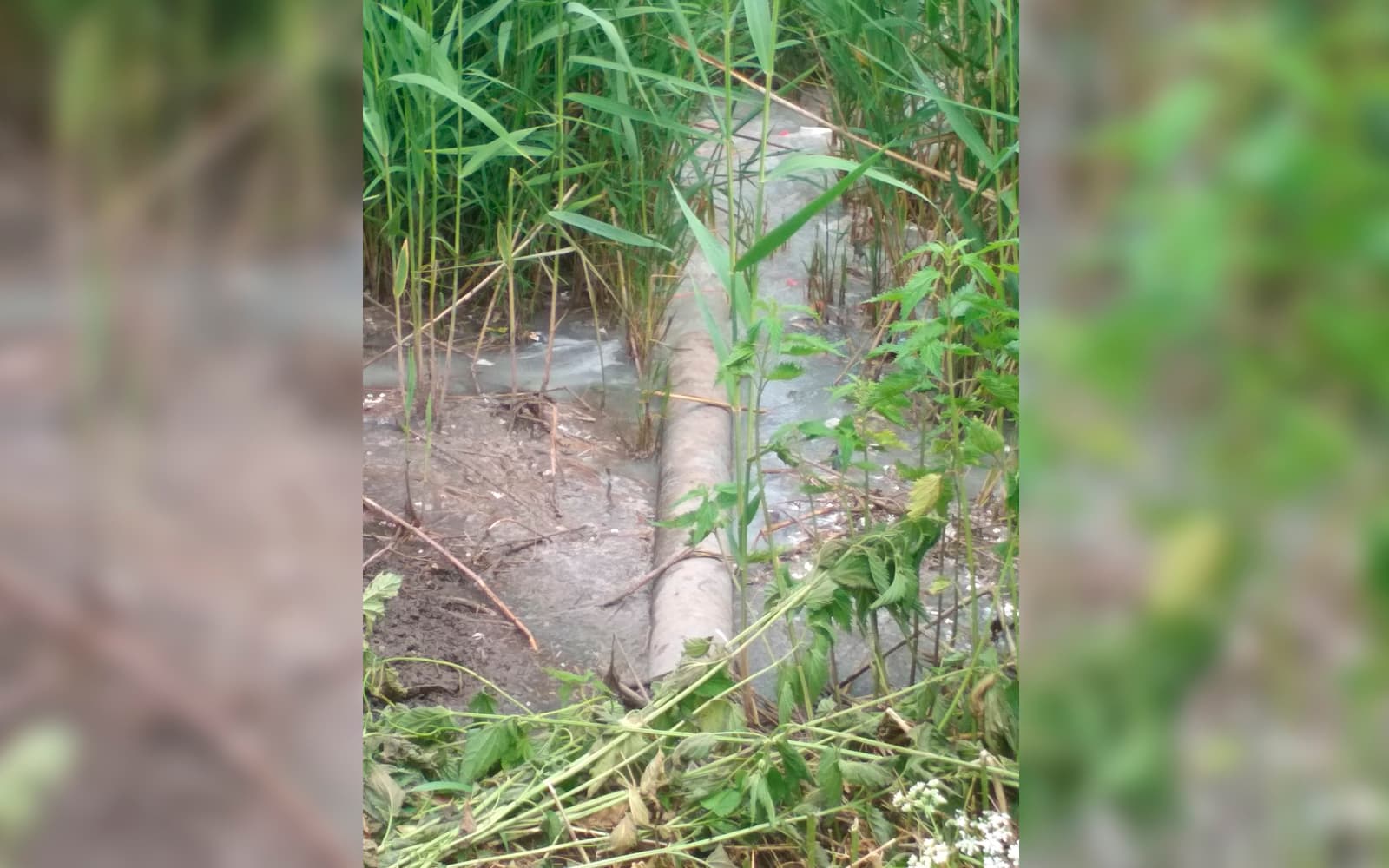 Скидання зворотних вод молокозаводу у 2019 році