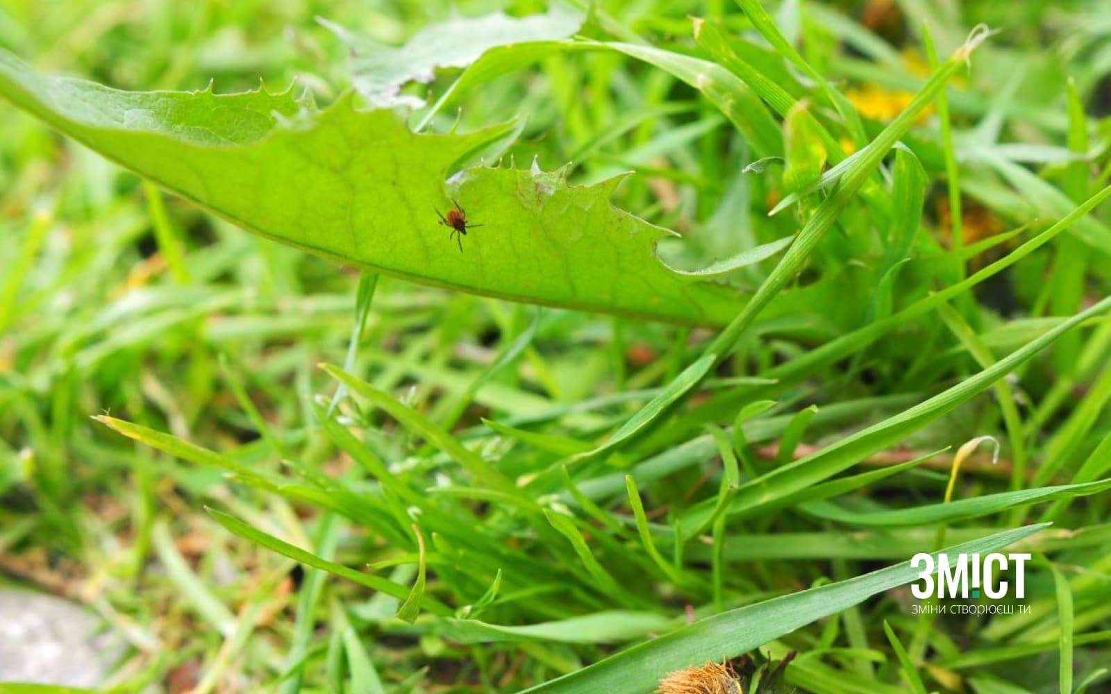 Ілюстративне фото. Кліщі