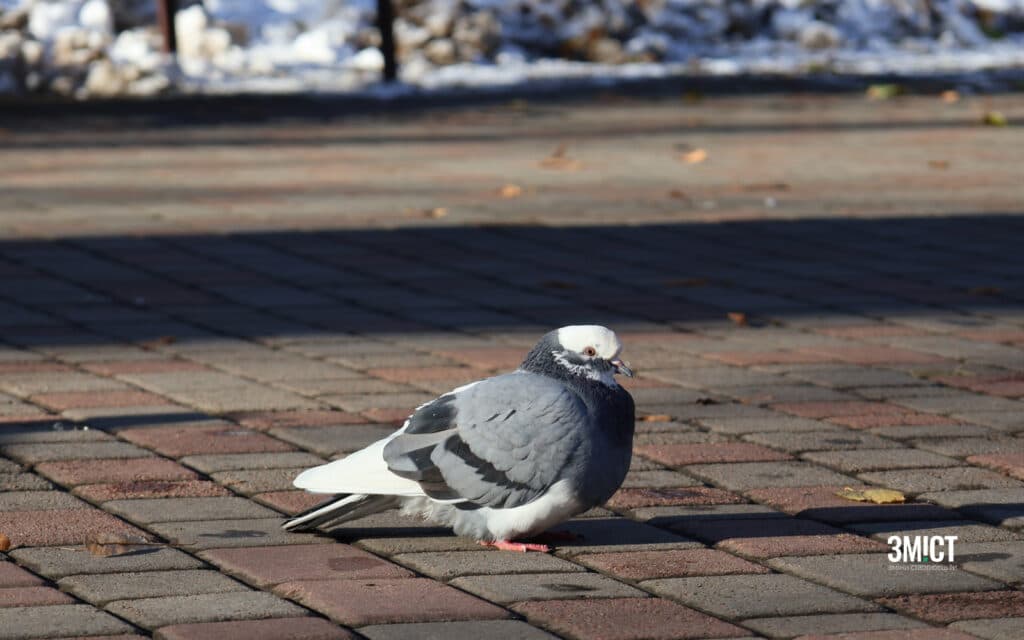 Полтава: зимові фото