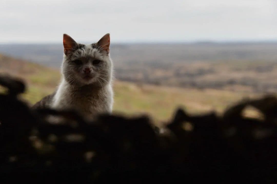 Ілюстративне фото