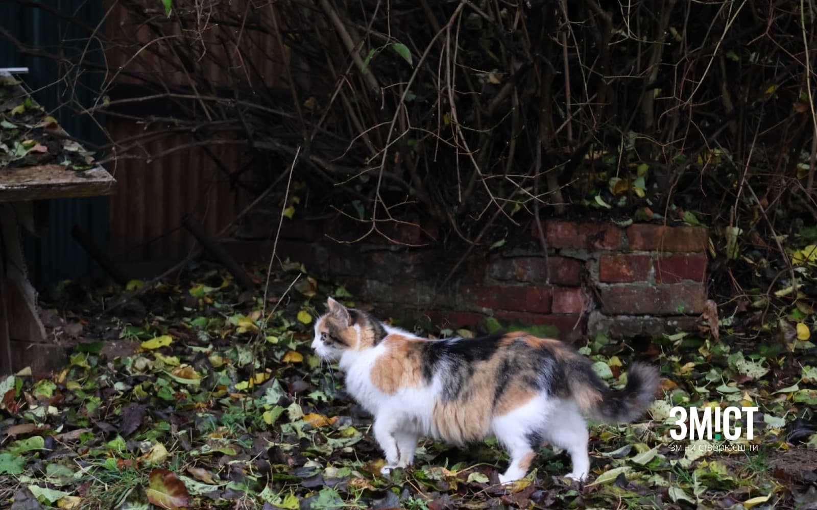 Ілюстративне фото