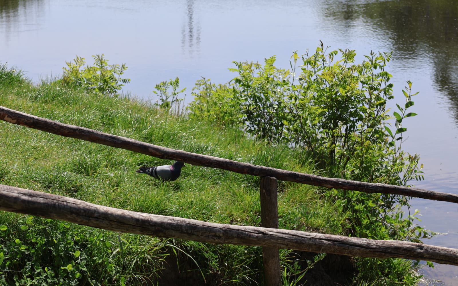 Річка Ворскла в Полтаві