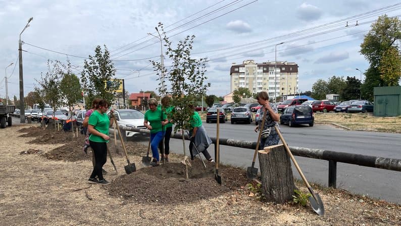 Комунальники висаджують дерева замість спиляних