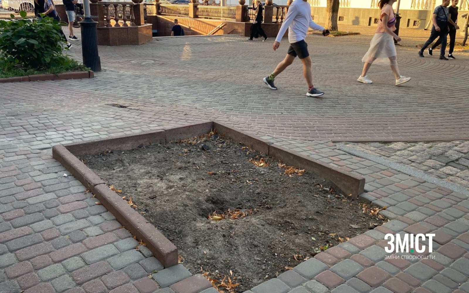 Місце вирубаного дерева