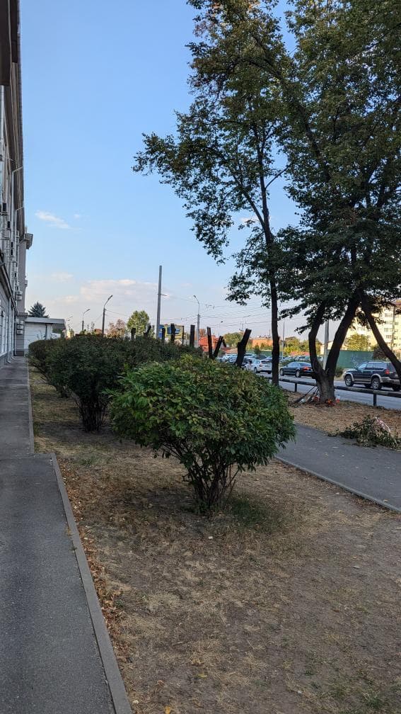 Спиляли дерева біля заводу «Лтава». Фото Марії Прохоренко