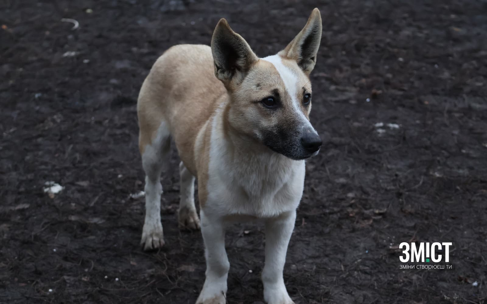 Ілюстративне фото