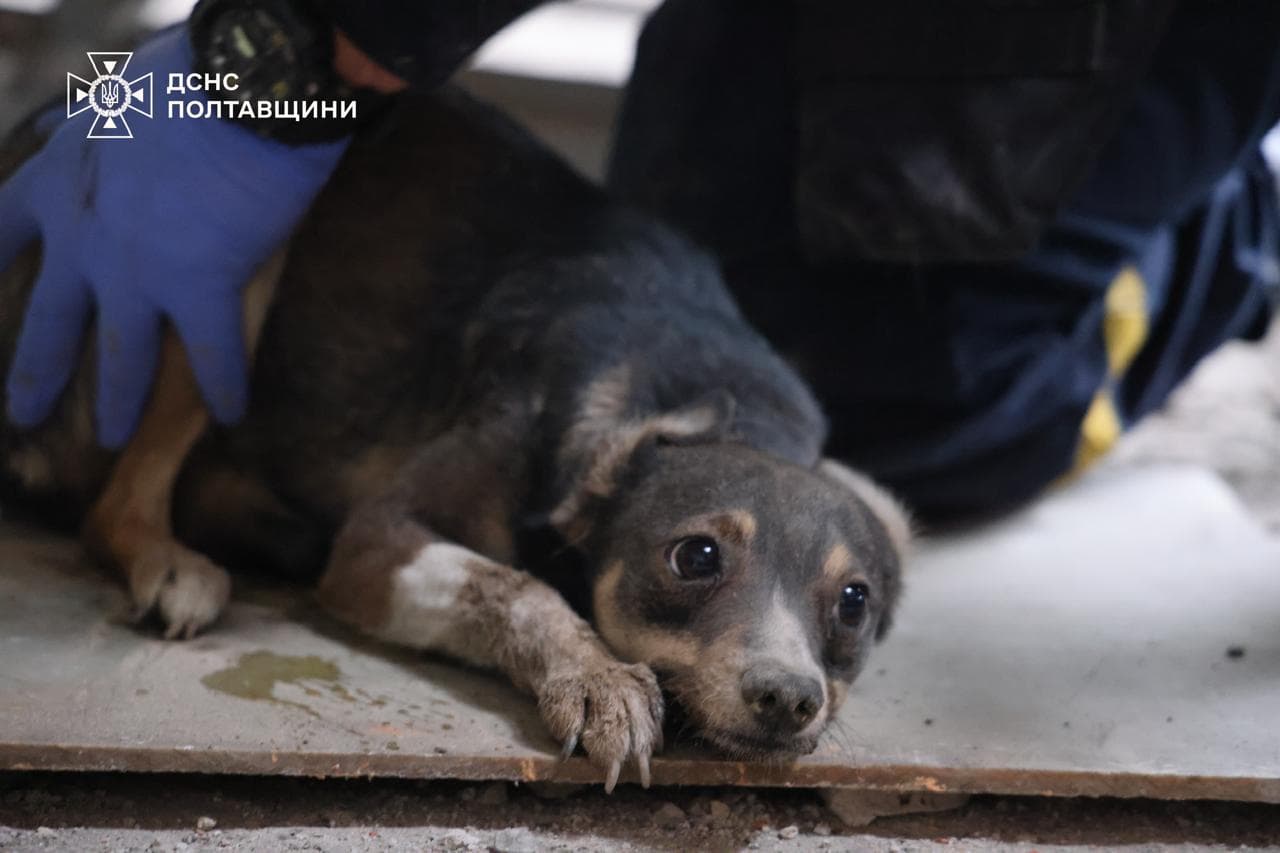 Знайдені під завалами песики