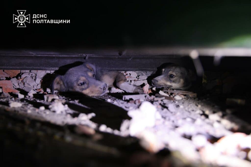 Собак виявили під завалами на місці обстрілу промисловості та критичних обʼєктів у ніч на 29 червня на Полтавщині.