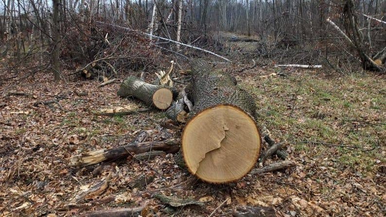 Ілюстративне фото