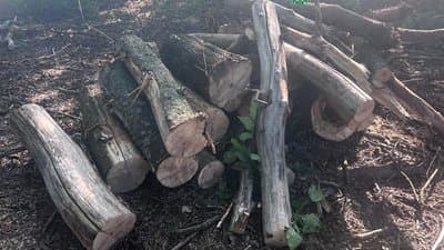 Вирубували дерева «Чорні» лісоруби