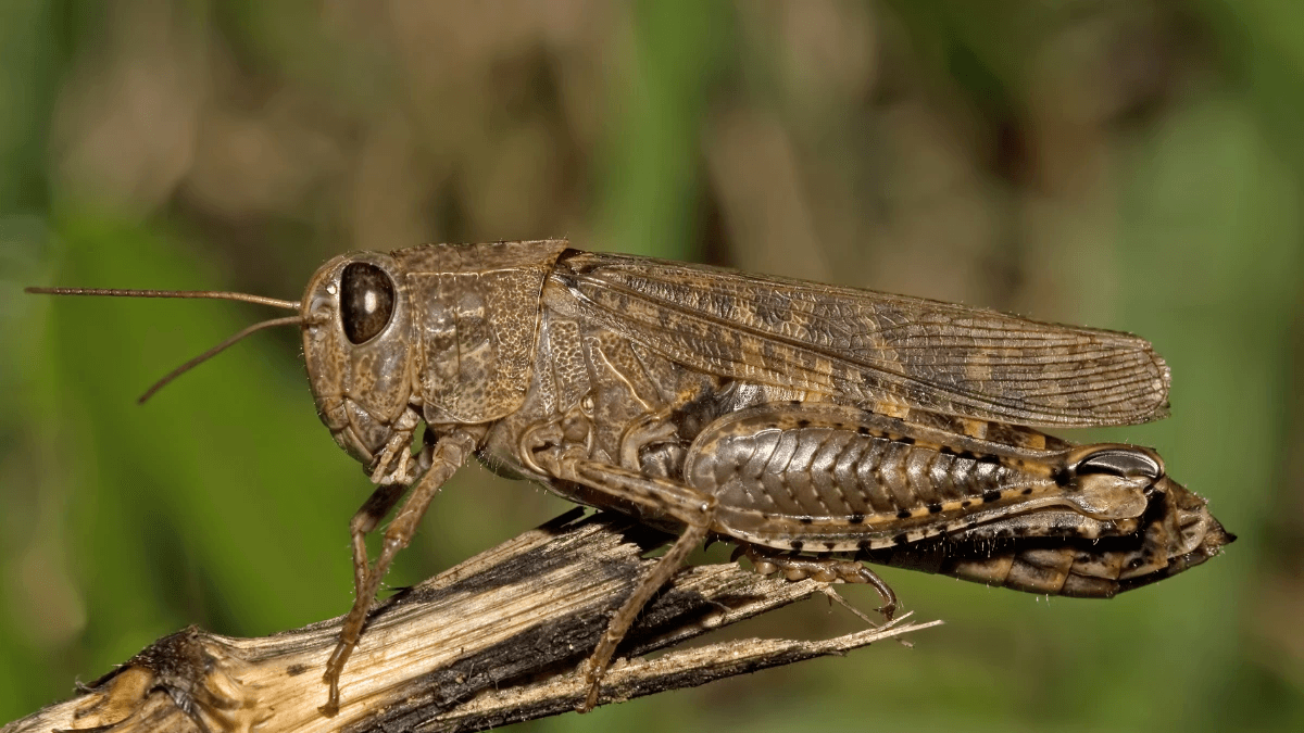 Ілюстративне фото. Прус італійський