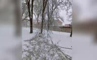 Через обледеніння та пориви вітру у Полтаві зафіксували 12 випадків падіння великих гілок