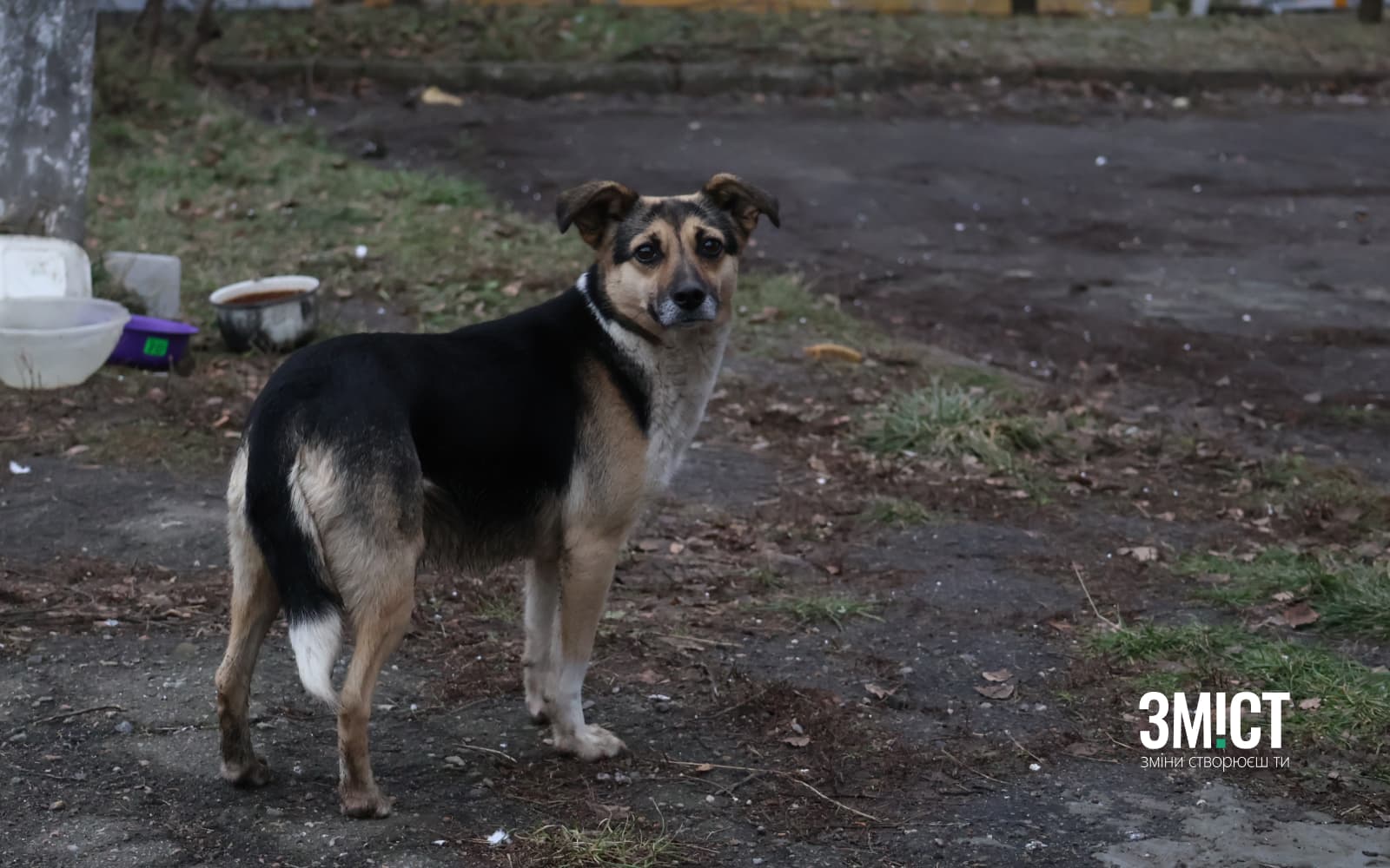Безпритульні собаки. Ілюстративна світлина