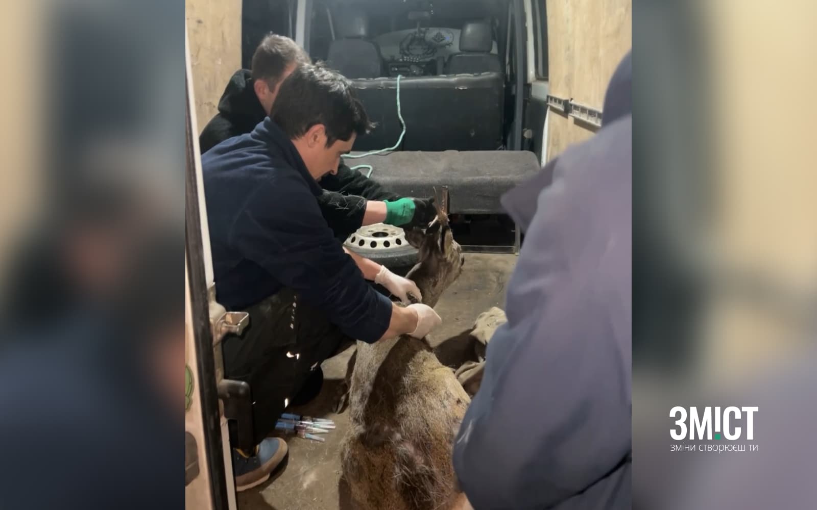 Косуля, яка потрапила під авто