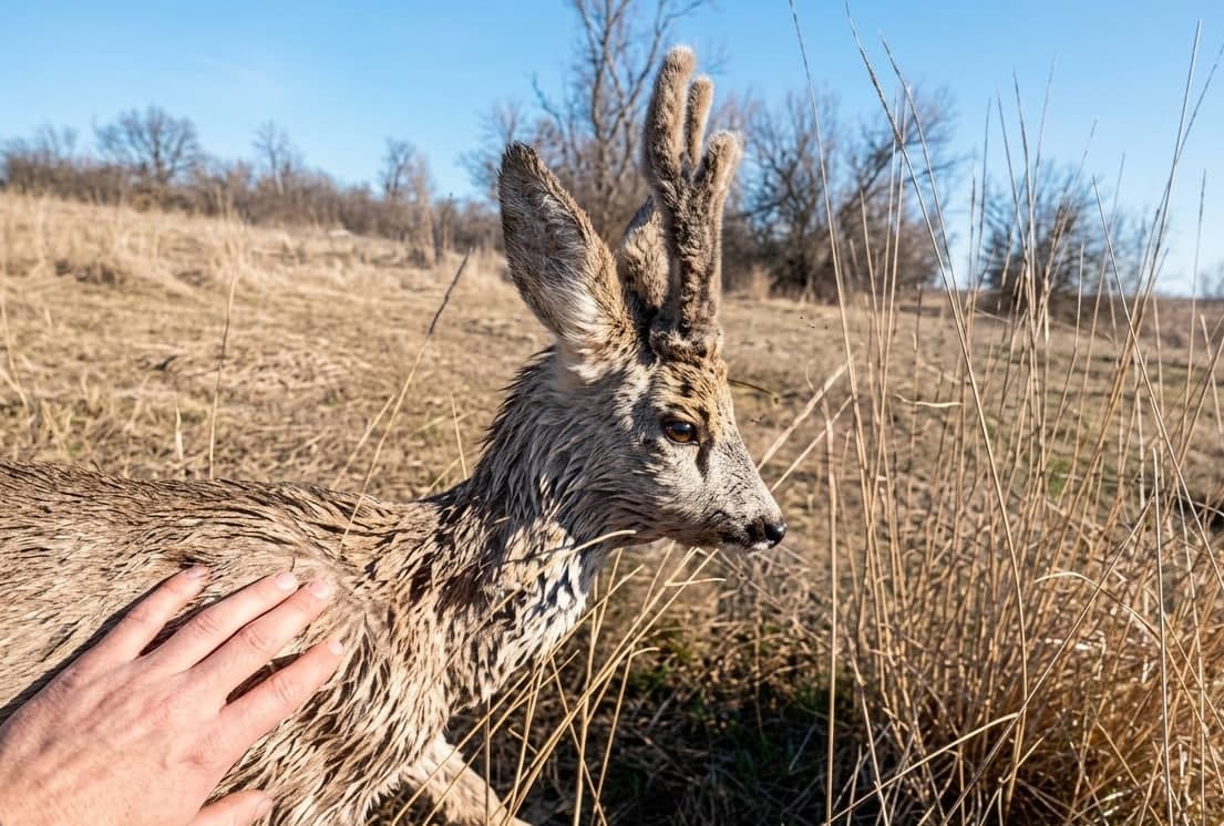Порятунок оленяти
