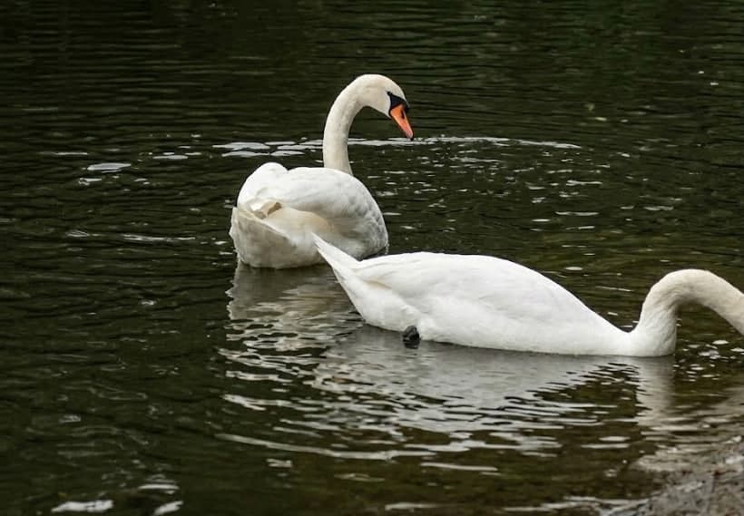 Лебеді повертаються до Дендропарку Ілюстративна світлина