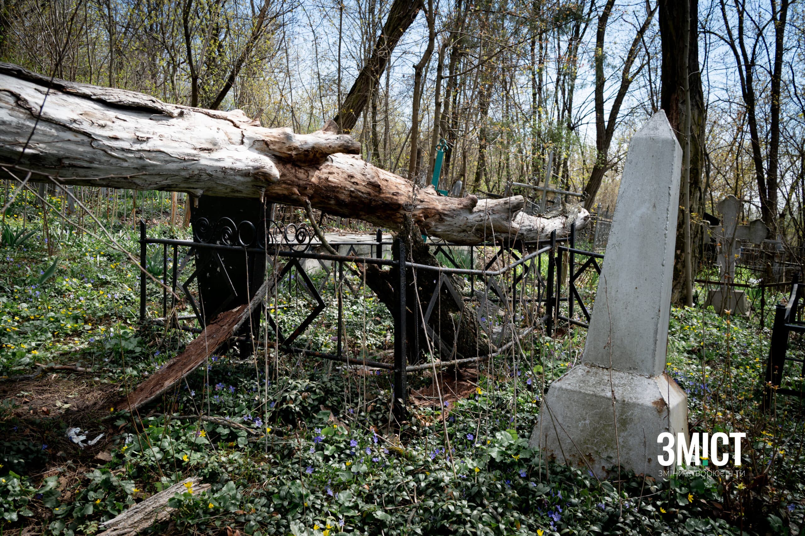 Монастирське кладовище. Дерево на могилах