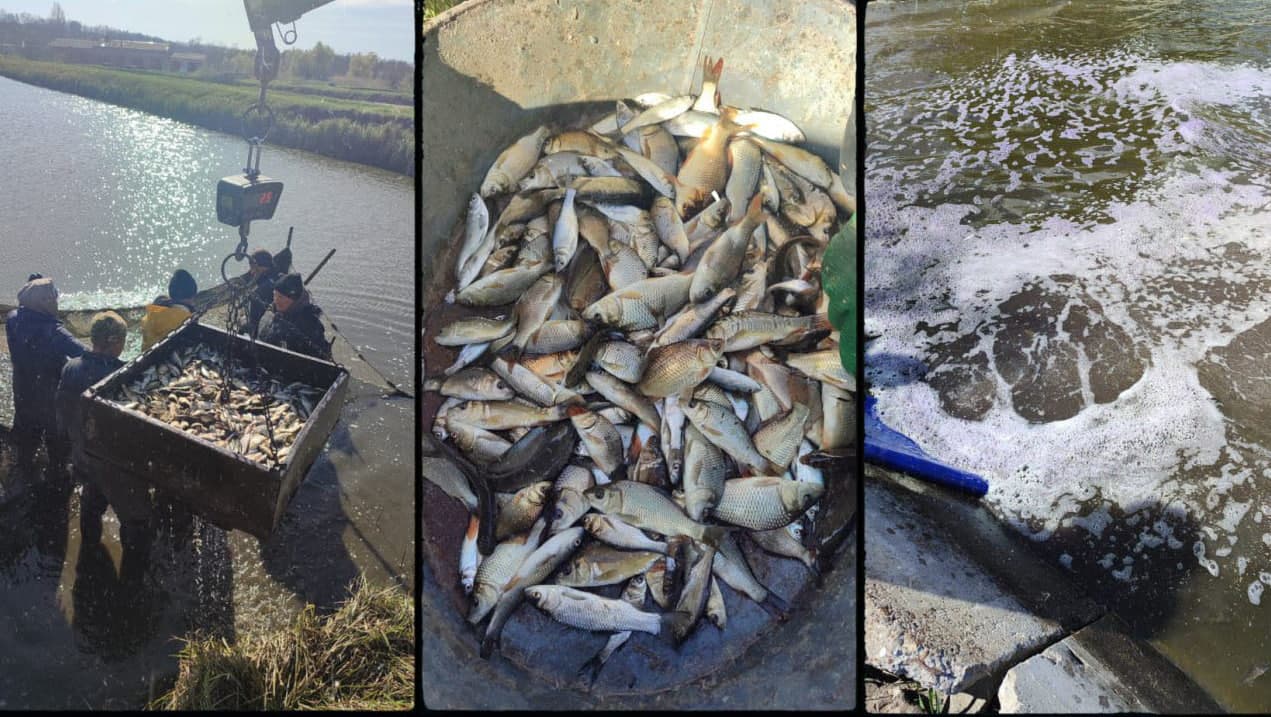 Зариблення річки Сухий Кагамлик