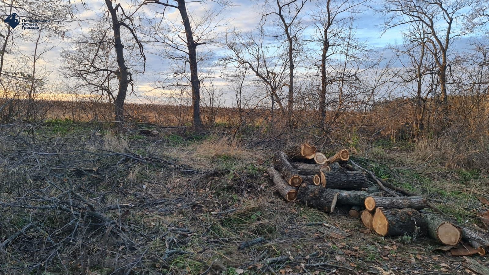 Вирубування дерев у лісосмугах. Ілюстративне фото