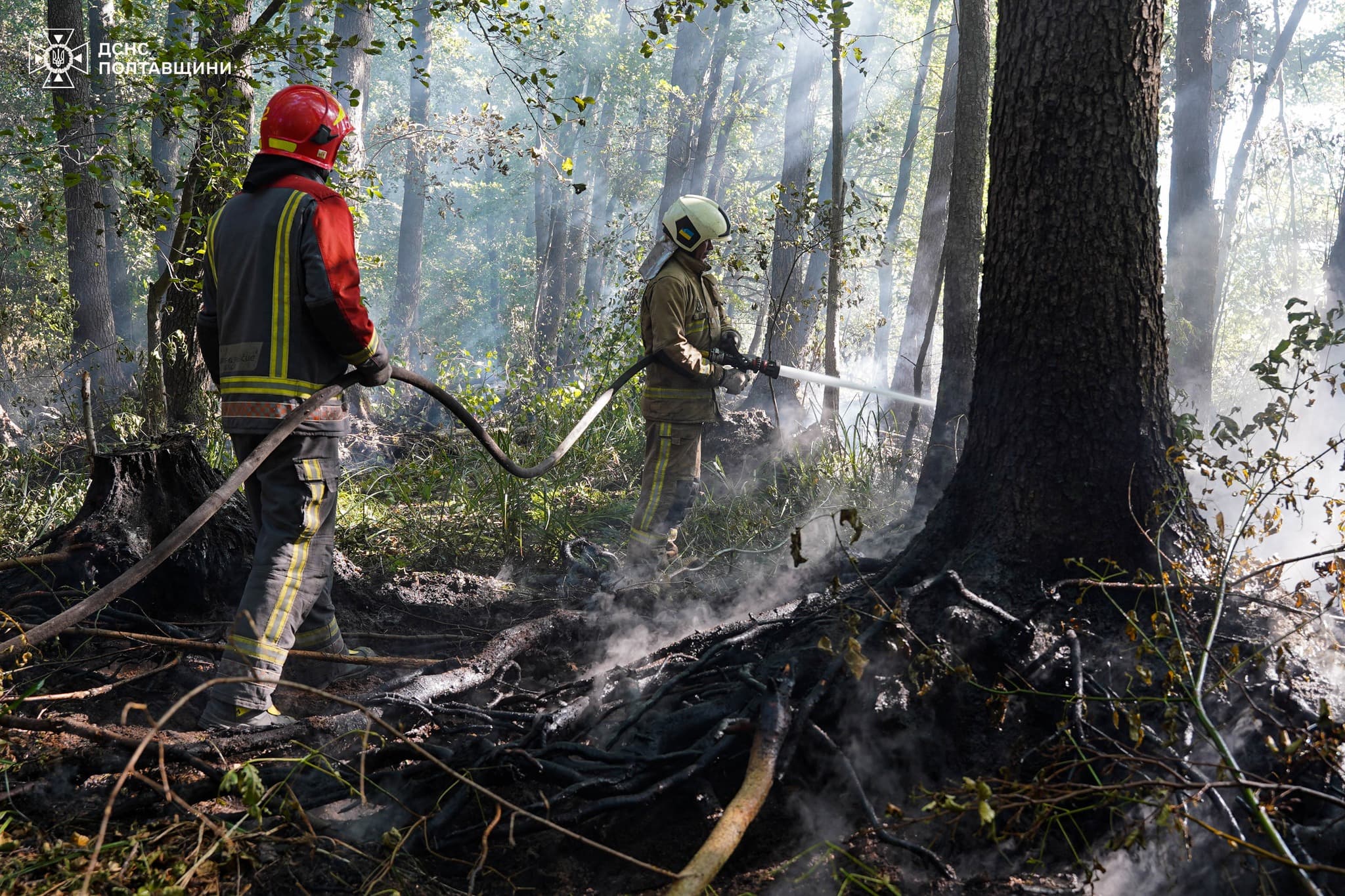 На Полтавщині гасять лісові пожежі. Ілюстративне фото