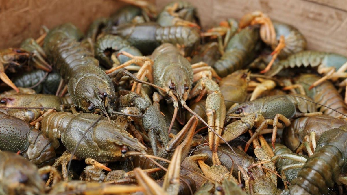 Ілюстративне фото