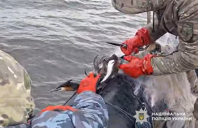 На Полтавщині врятували птаха